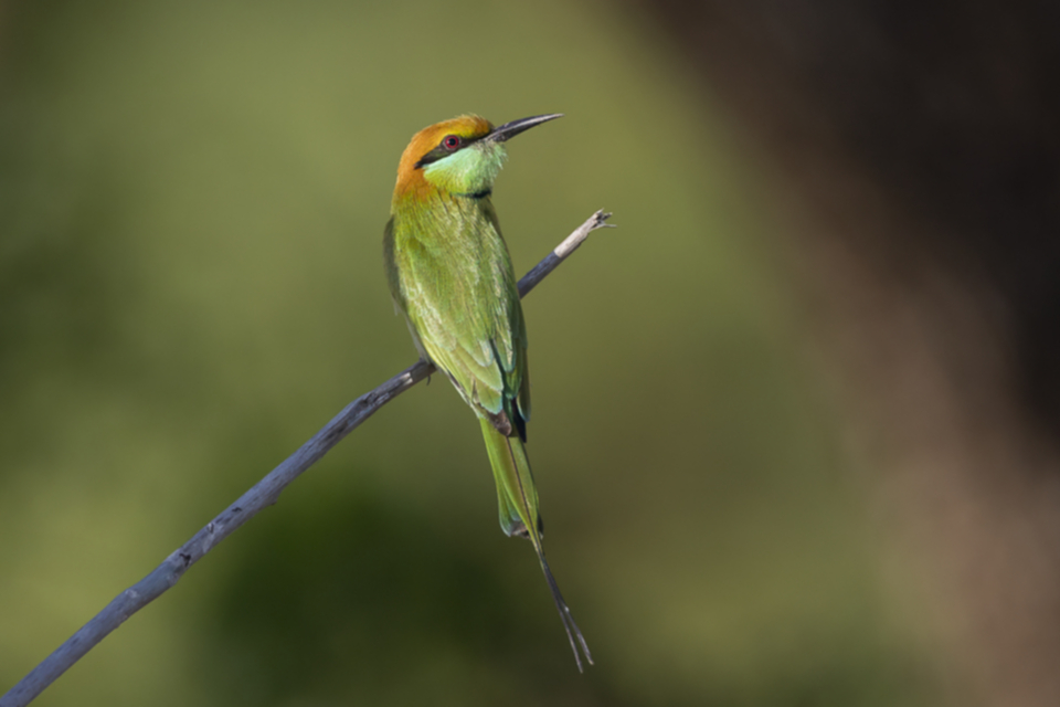 77Asian Green Bee-eater.jpg