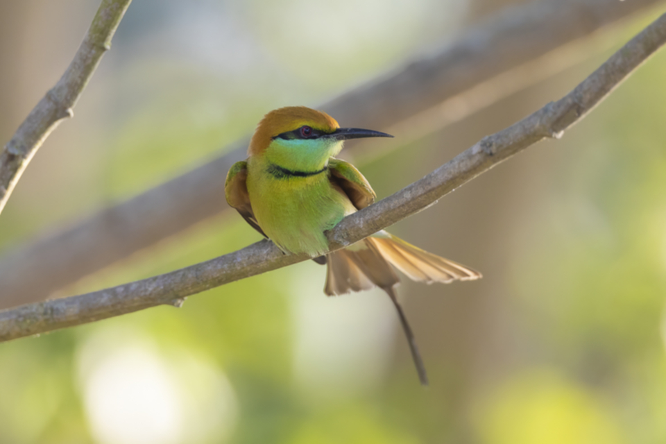 79Asian Green Bee-eater.jpg
