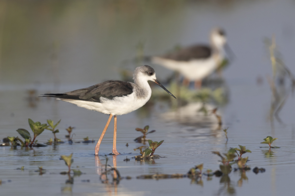 80Black-winged Stilt.jpg