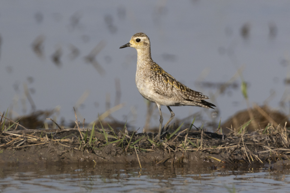 82Pacific Goldenplover Tundra Goldregenpfeifer.jpg