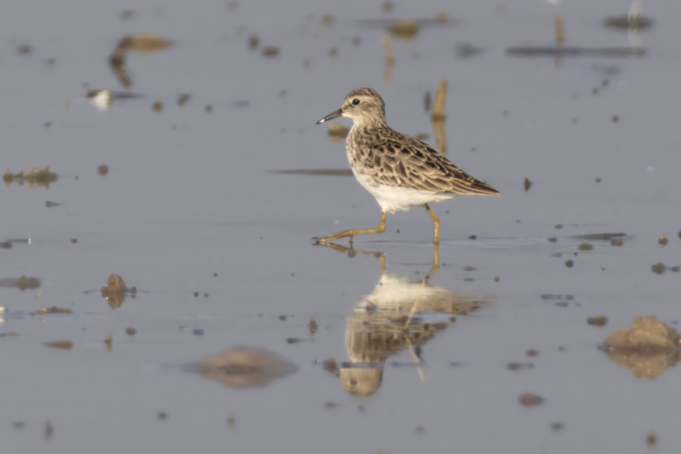 85Long-toed Stint.jpg