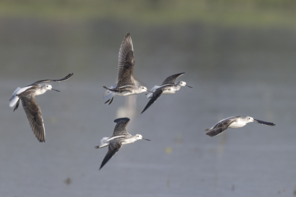 86Common Greenshank.jpg