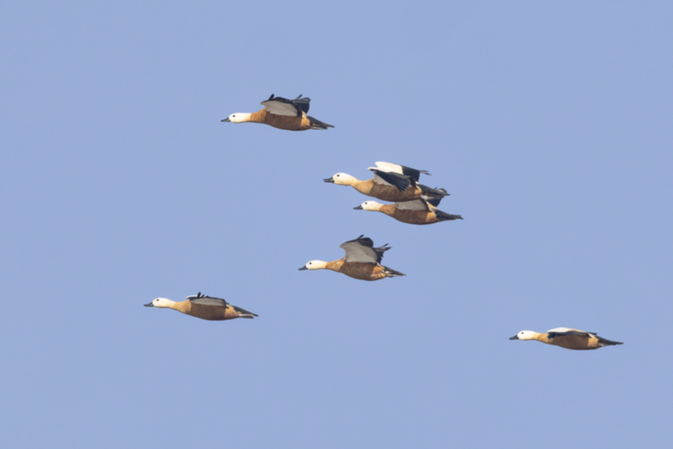 88Ruddy Shelduck - Rostgans.jpg