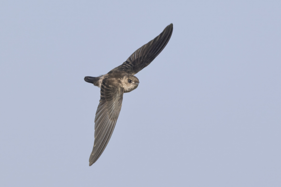 92German's Swiftlet.jpg