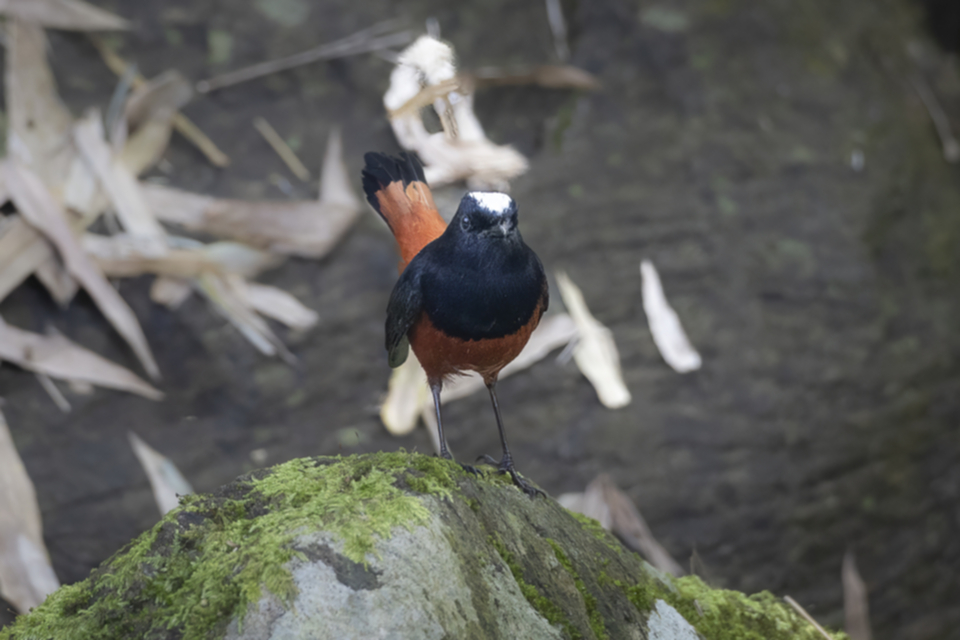 59White-capped Redstart.jpg