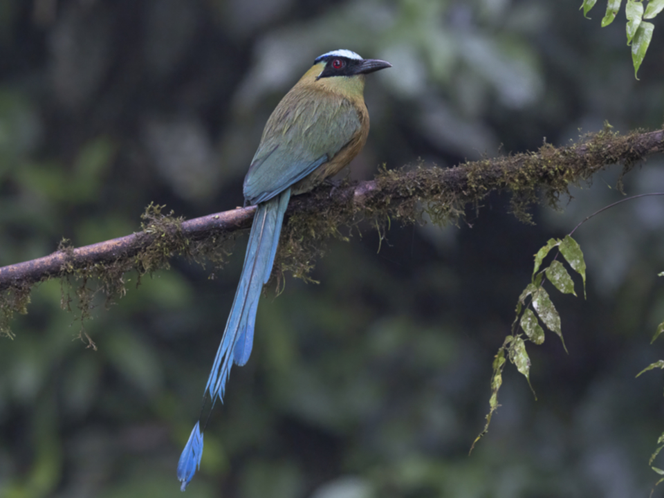 03Andean Motmot.jpg