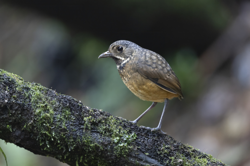 04Scaled Antpitta.jpg