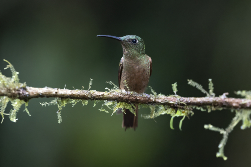 05Fawn-breasted Brilliant.jpg