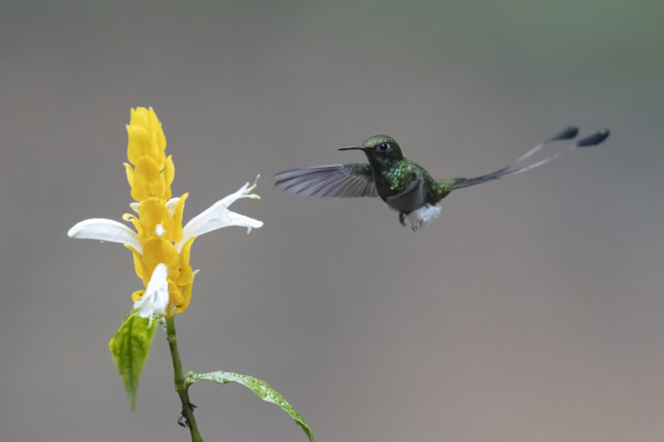 06White-booted Racket-tail.jpg