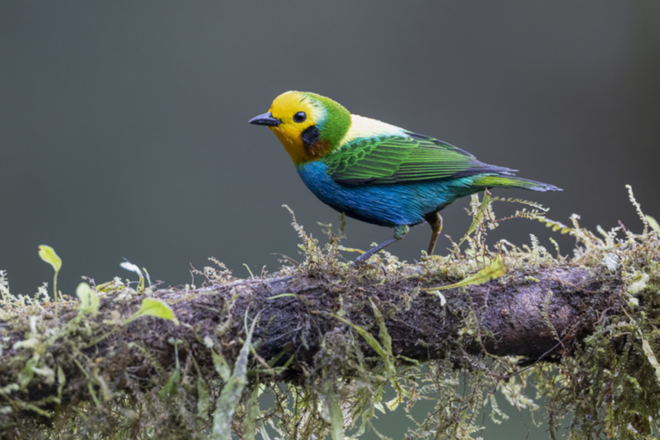 07Multicolored Tanager.jpg