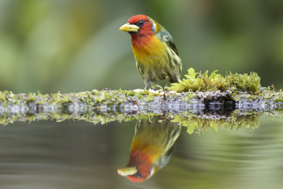 08Red-headed Barbet.jpg