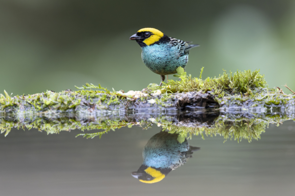 10Saffron-crowned Tanager.jpg