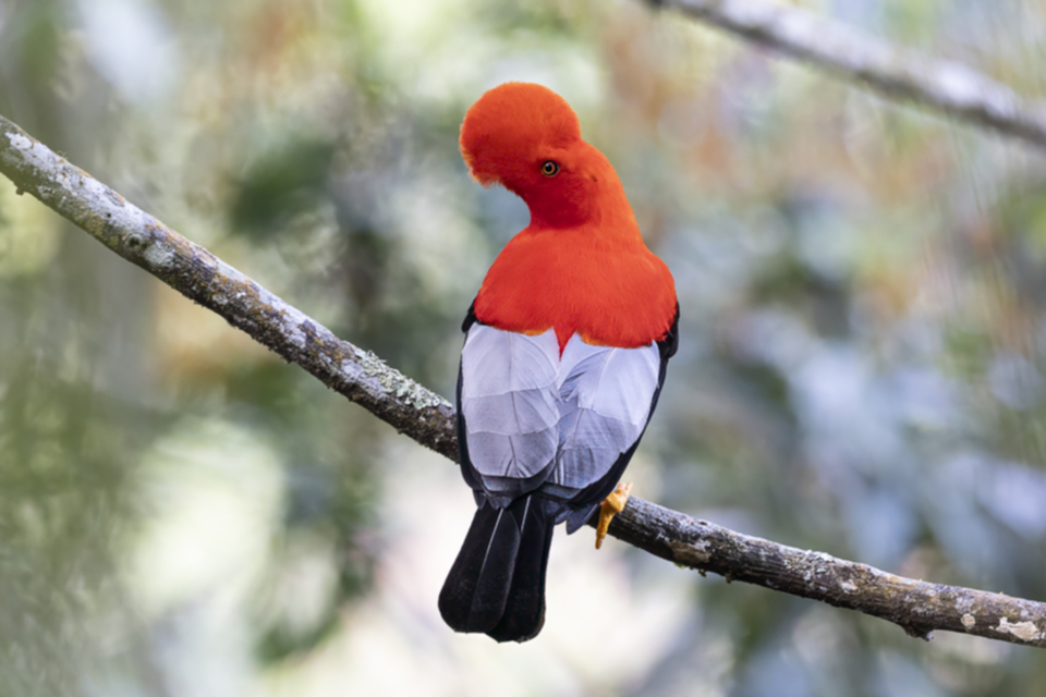 12Andean Cock-of-the-Rock.jpg