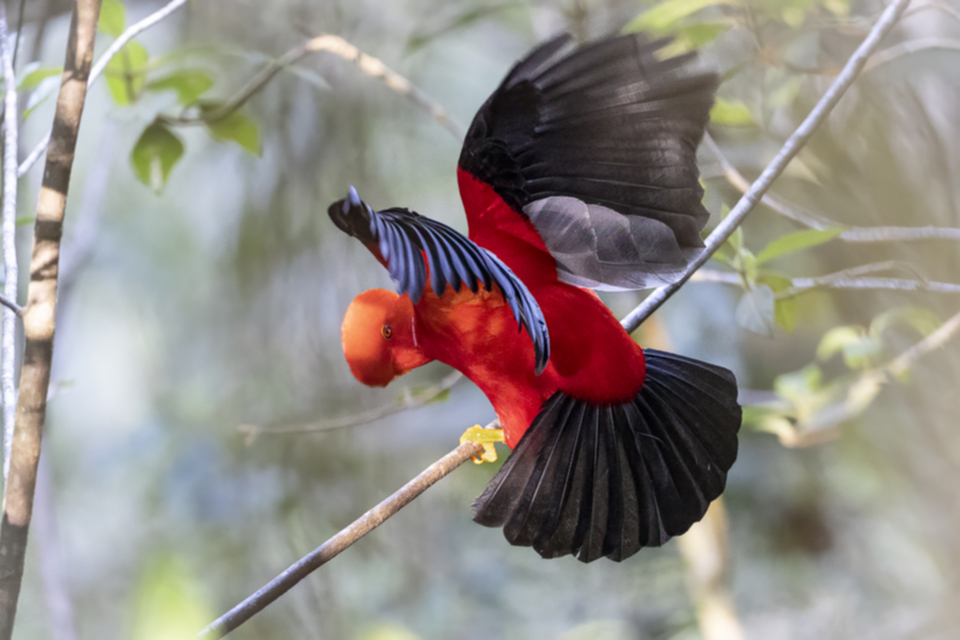 13Andean Cock-of-the-Rock.jpg