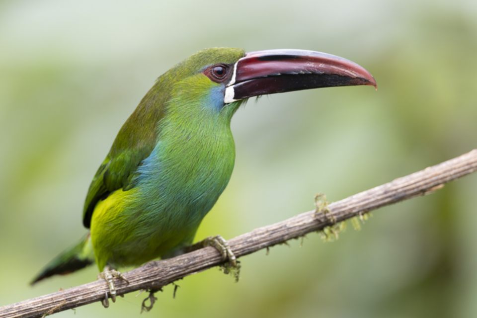 14Scarlet-rumped Toucanet.jpg
