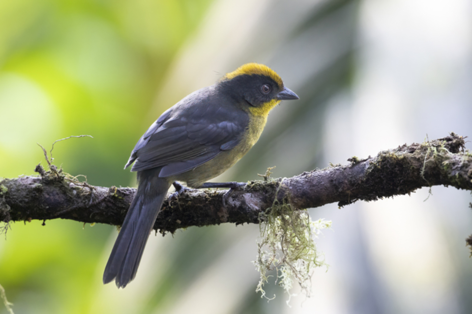 15Choco Brushfinch.jpg