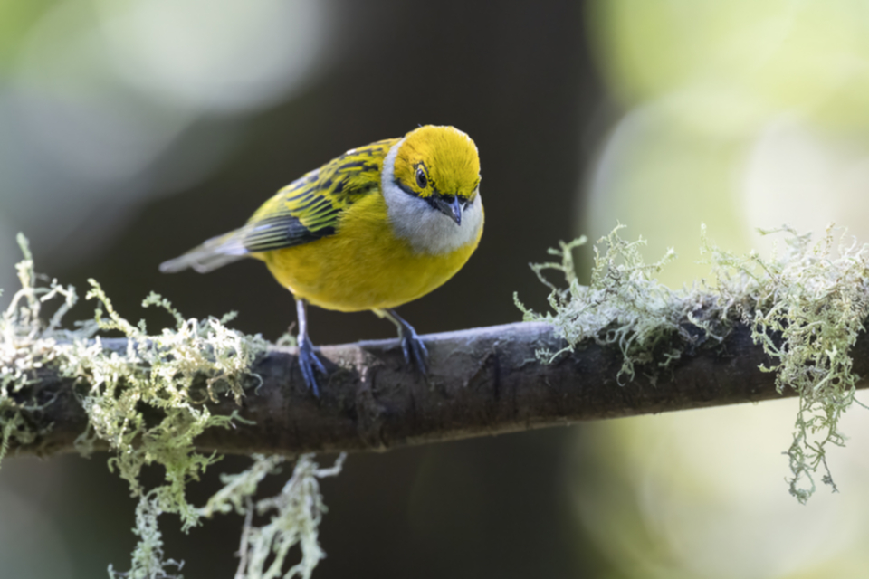 16Silver-throated Tanager.jpg