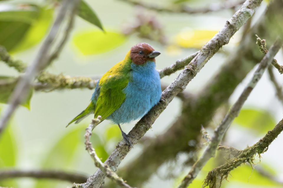 18Bay-headed Tanager.jpg