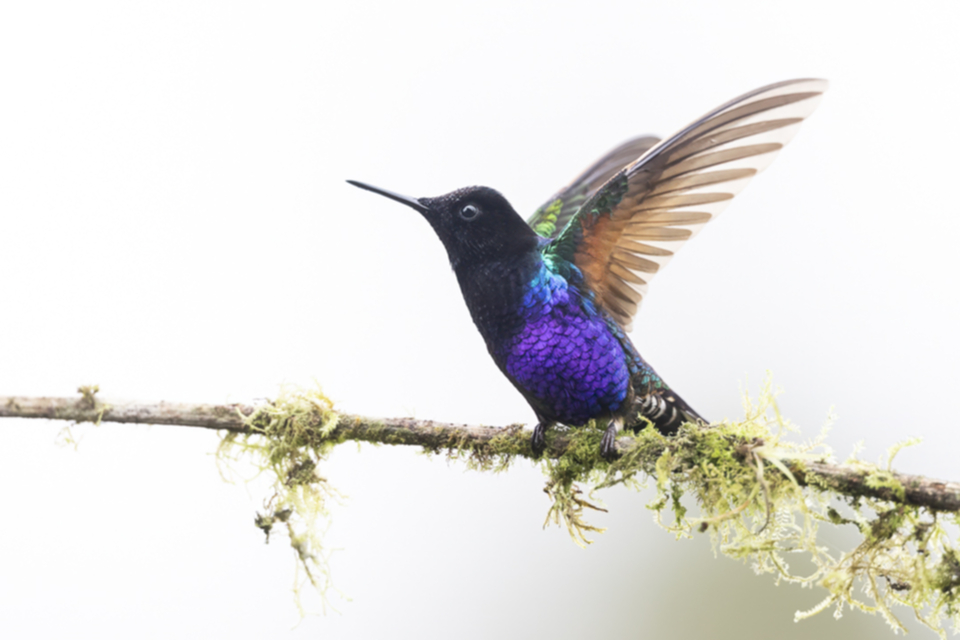 20Velvet-purple Coronet.jpg