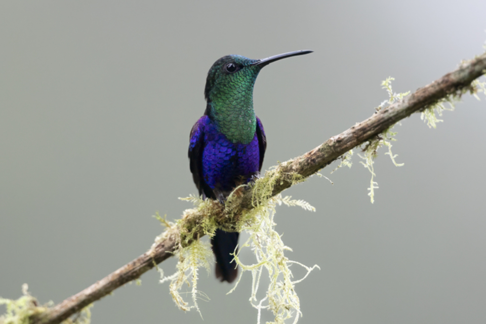 21Crowned Woodnymph.jpg