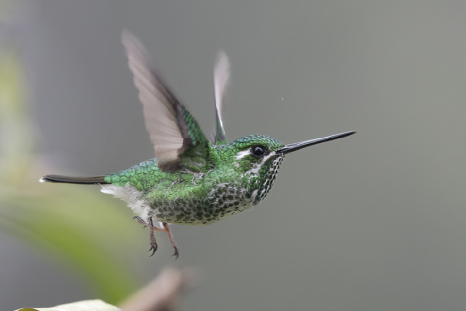 22 Purple-bibbed Whitetip F.jpg