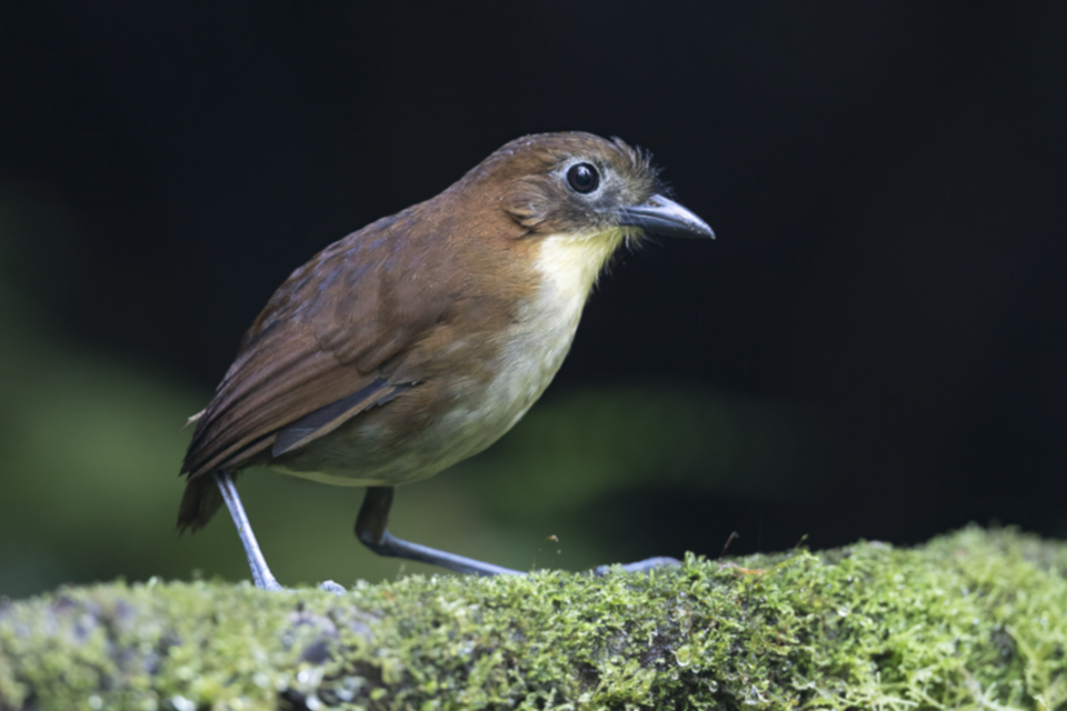 23Yellow-breasted Antpitta.jpg