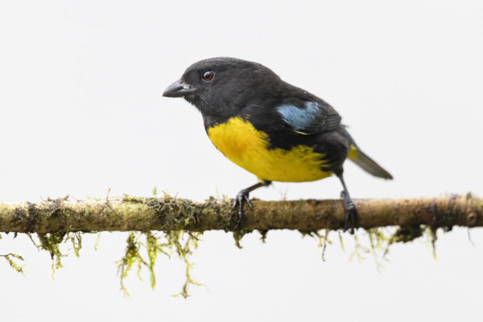 25Black-and-gold Tanager.jpg