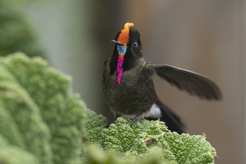 27Rainbow-bearded Thornbill.jpg