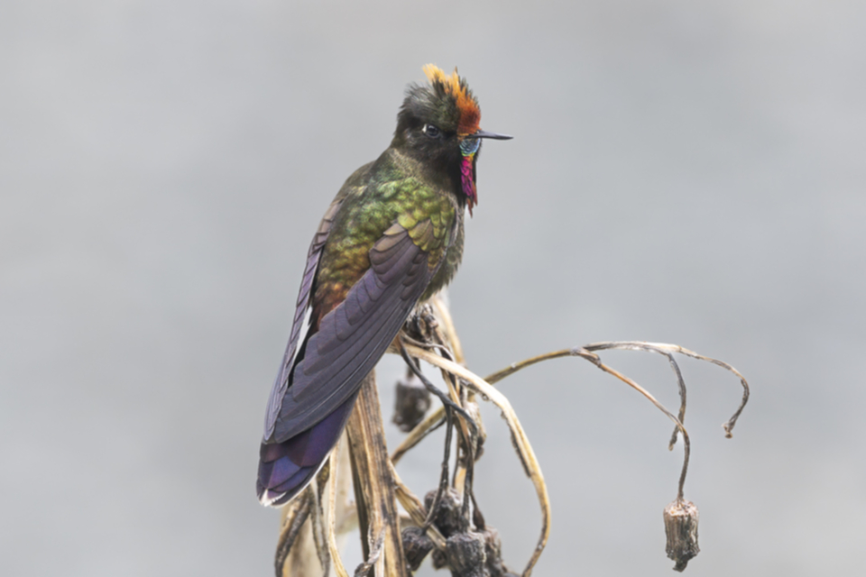 28Rainbow-bearded Thornbill.jpg