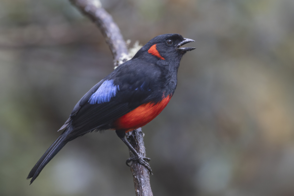 29Scarlet-bellied Mountain Tanager.jpg