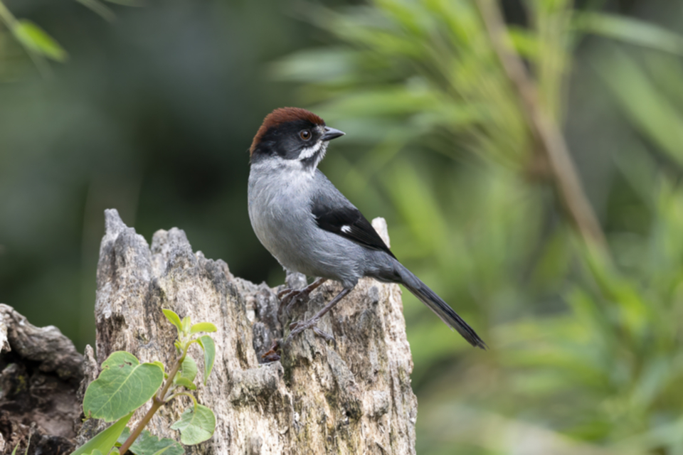 30Slaty Brushfinch.jpg