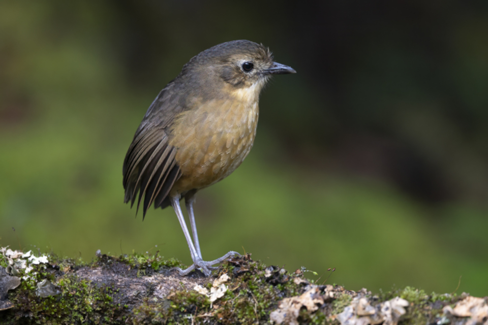 31Tawny Antpitta.jpg