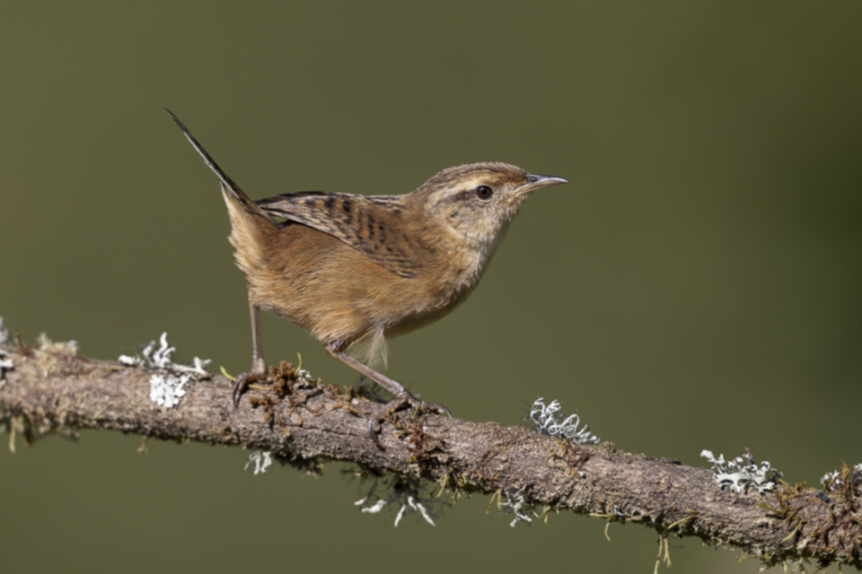 33Grass Wren.jpg