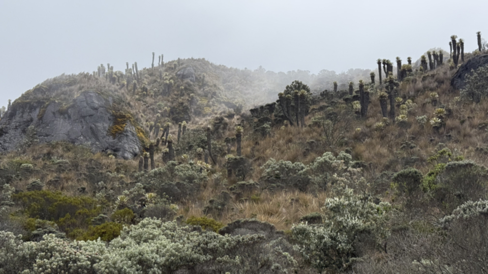 32Frailes im NP Nevado del Ruiz.jpg
