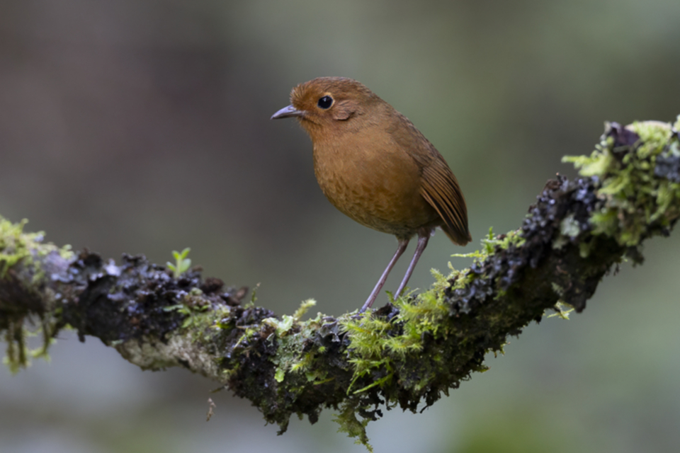 35Equatorial Antpitta.jpg