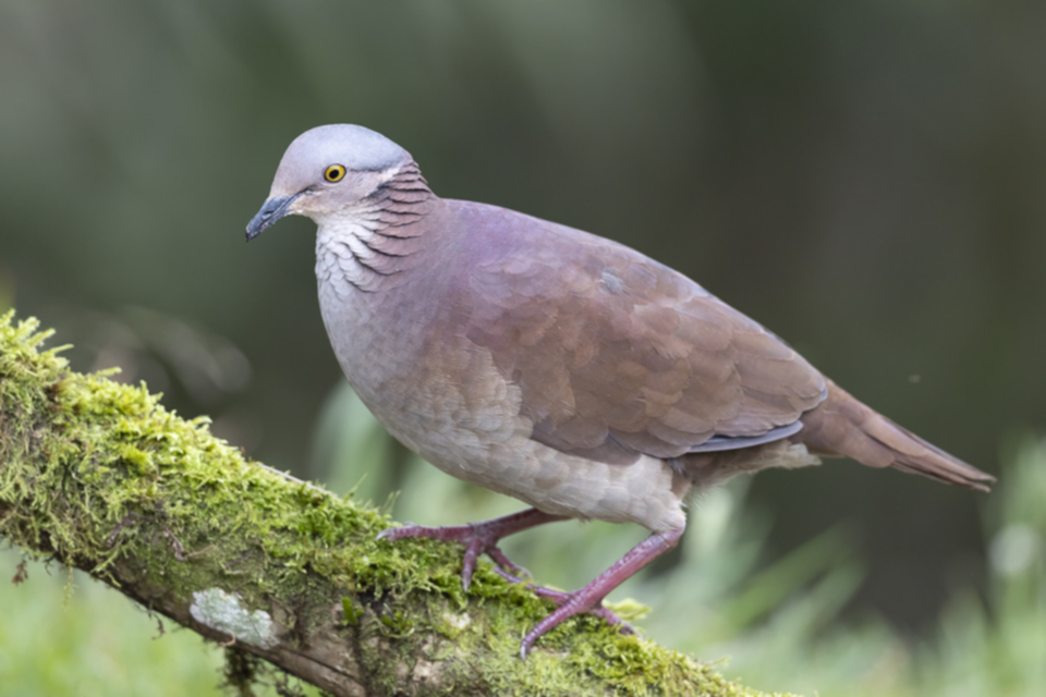 38White-throated Quail-Dove.jpg