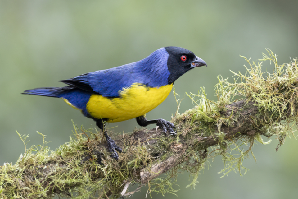 37Hooded Mountain Tanager.jpg