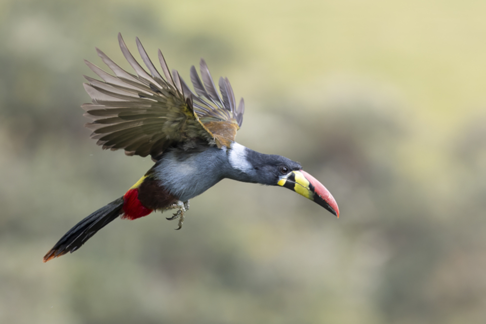 39Grey-breasted Mountain Toucan.jpg