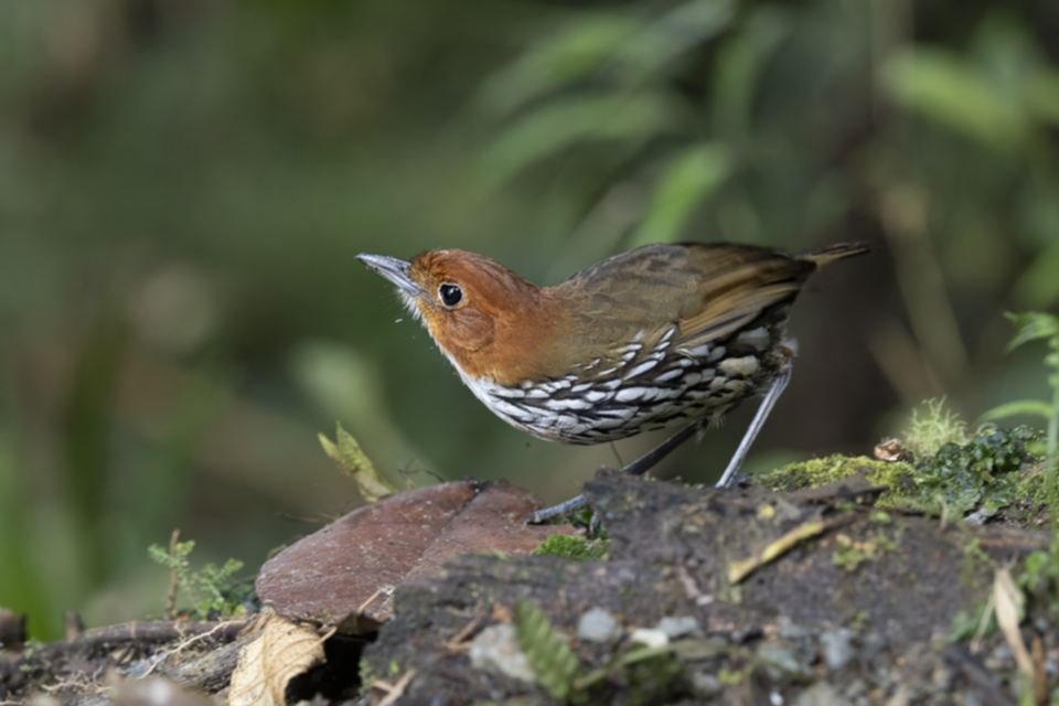 41Chestnut-crowned Antpitta.jpg