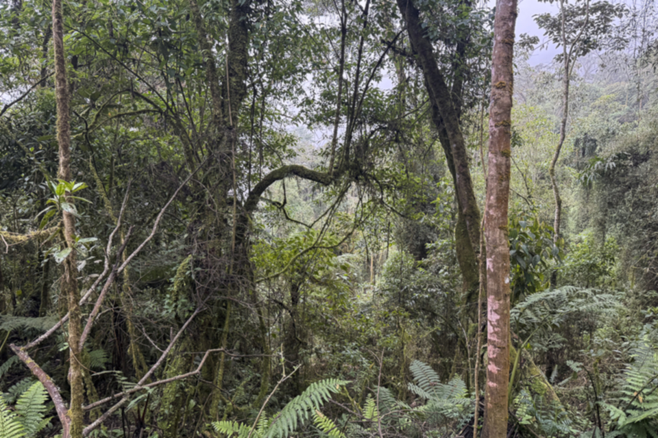 40Nebelwald bei Manizales.jpg