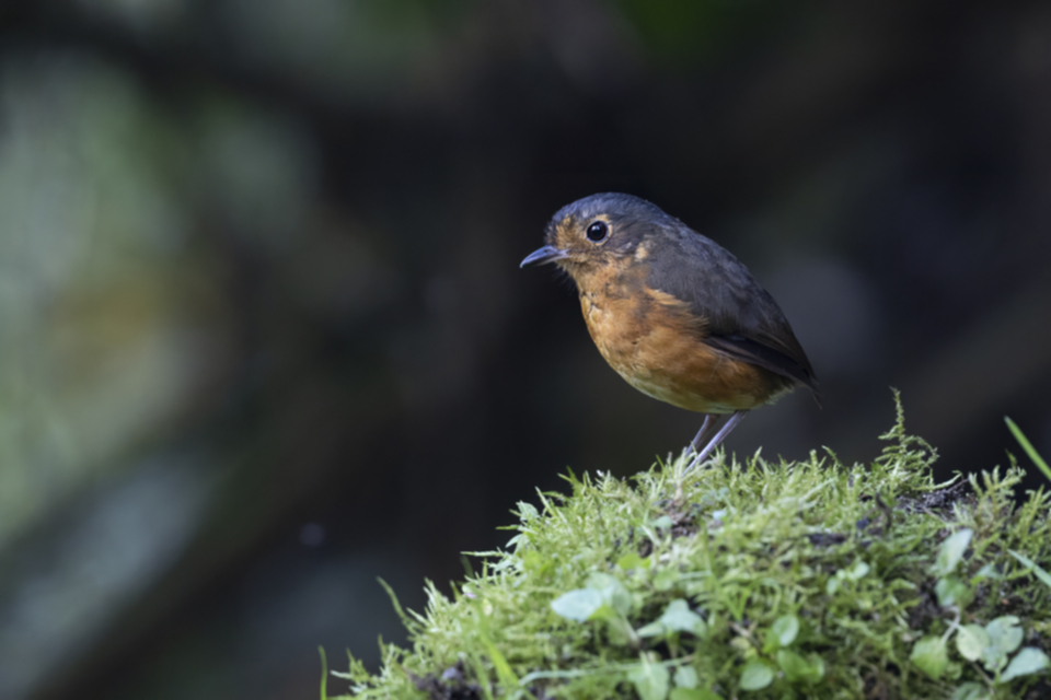 42Slaty-crowned Antpitta.jpg