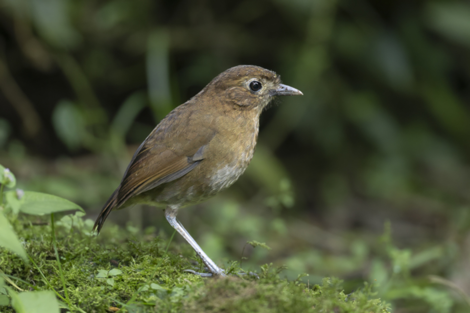 43Brown-banded Antpitta.jpg