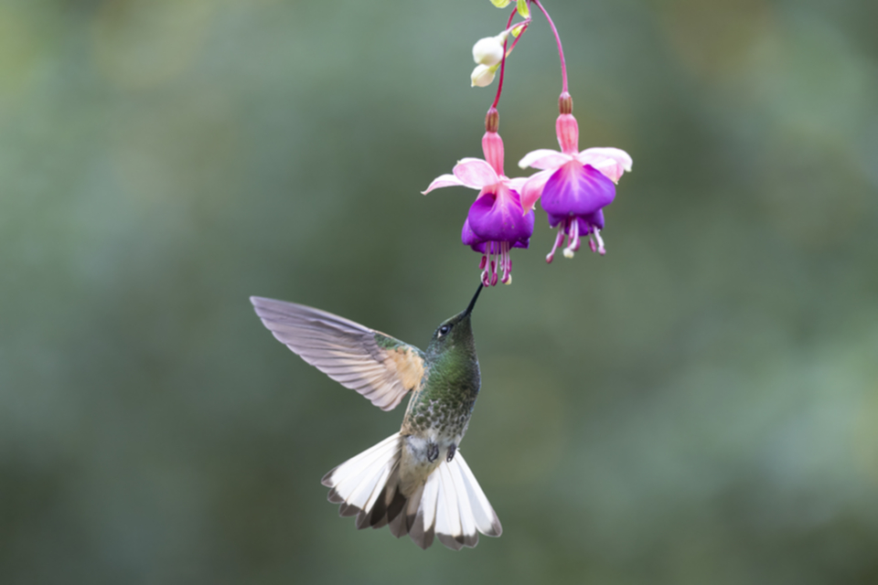 44Buff-tailed Coronet.jpg