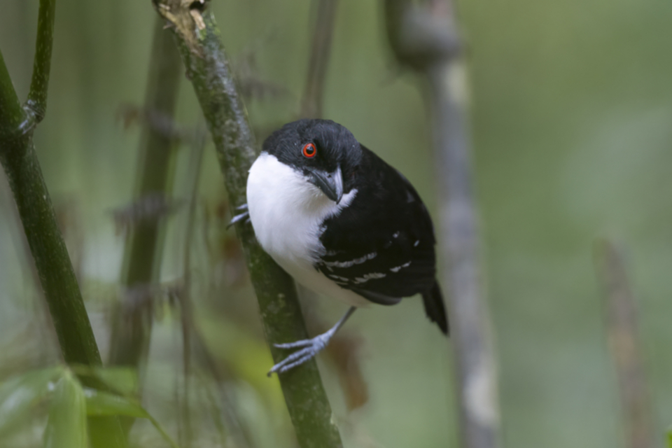 45Great Antshrike.jpg