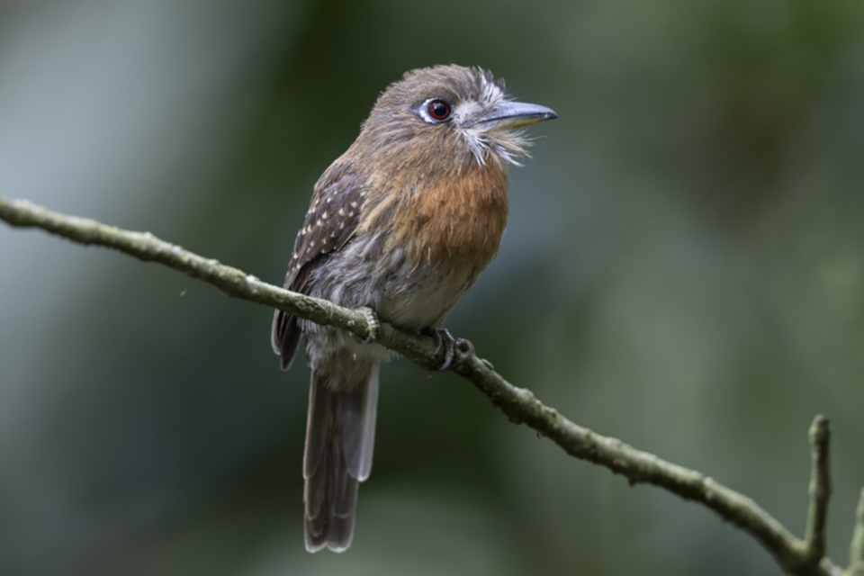 49Moustached Puffbird.jpg