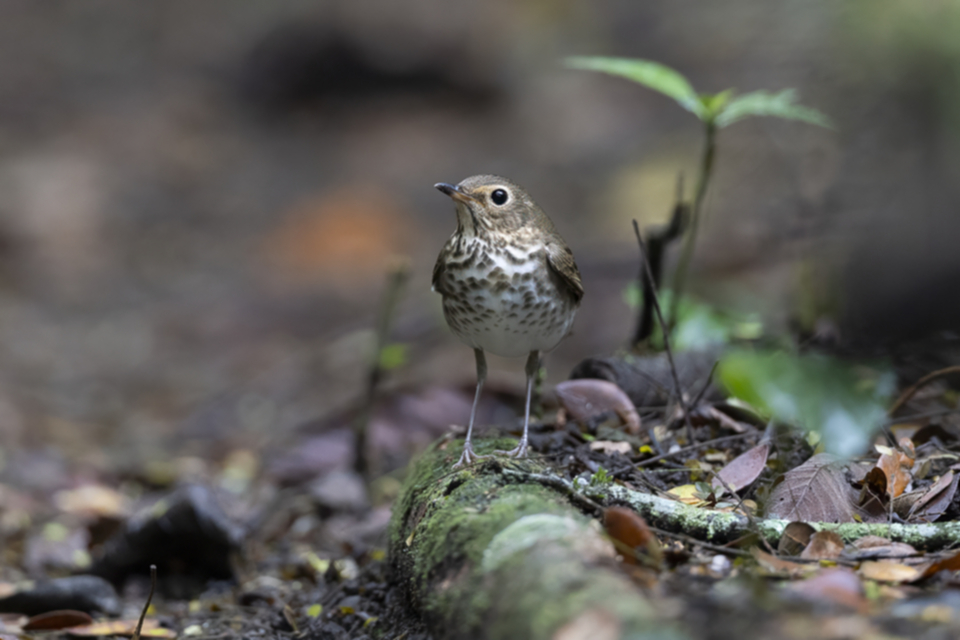 48Swainson's Thrush.jpg