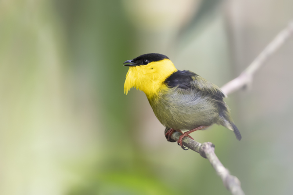 50Golden-collared Manakin.jpg