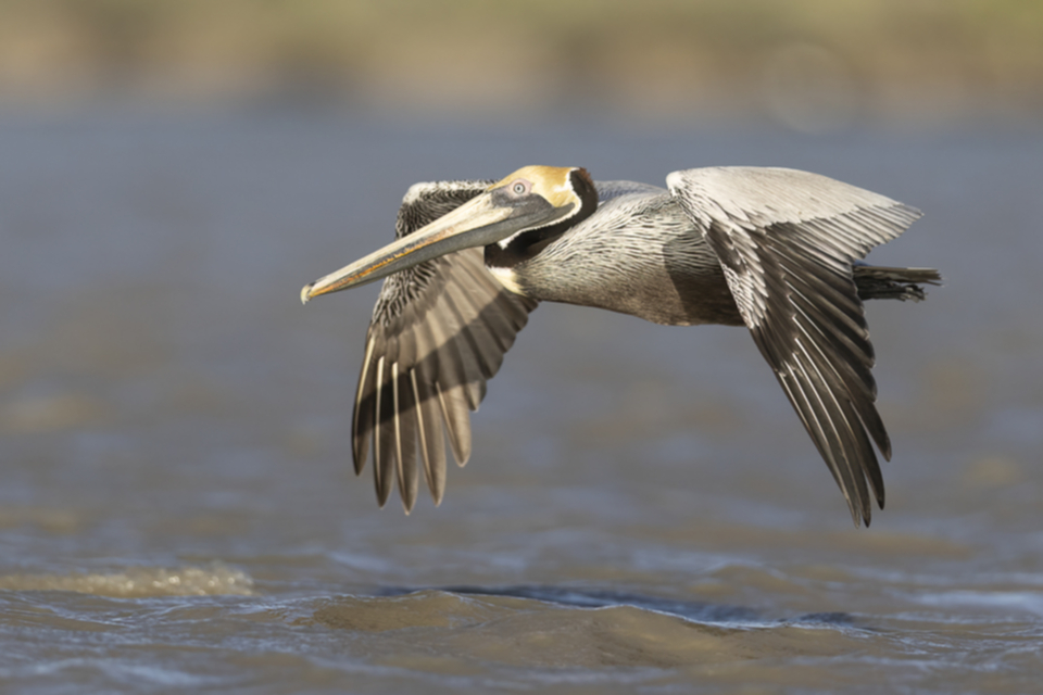 52Brown Pelican.jpg