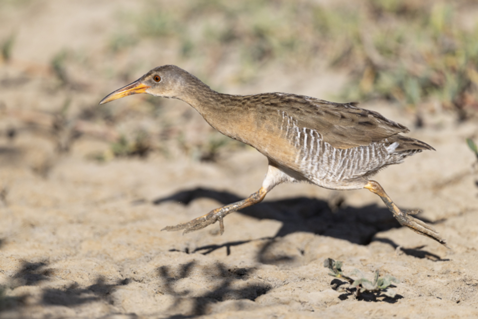54Mangrove Rail.jpg