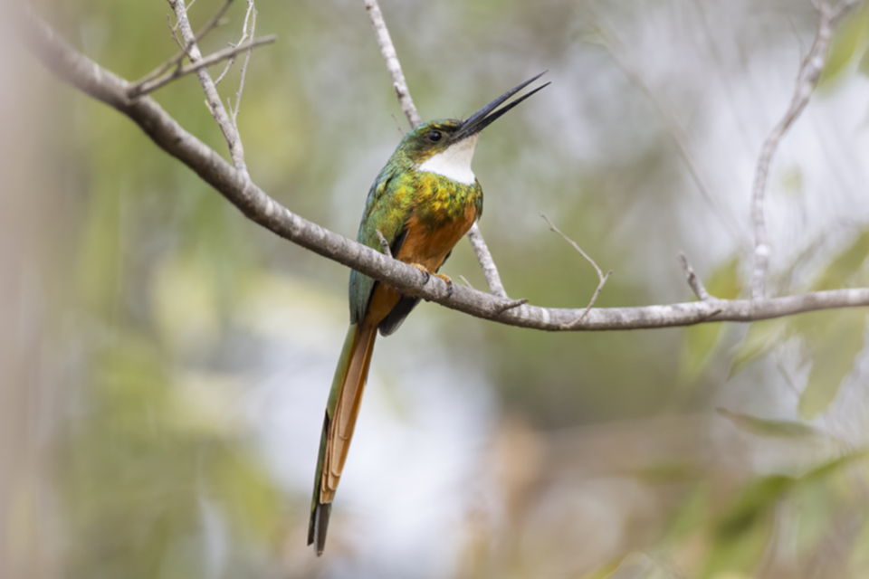 55Rufous-tailed Jacamar.jpg